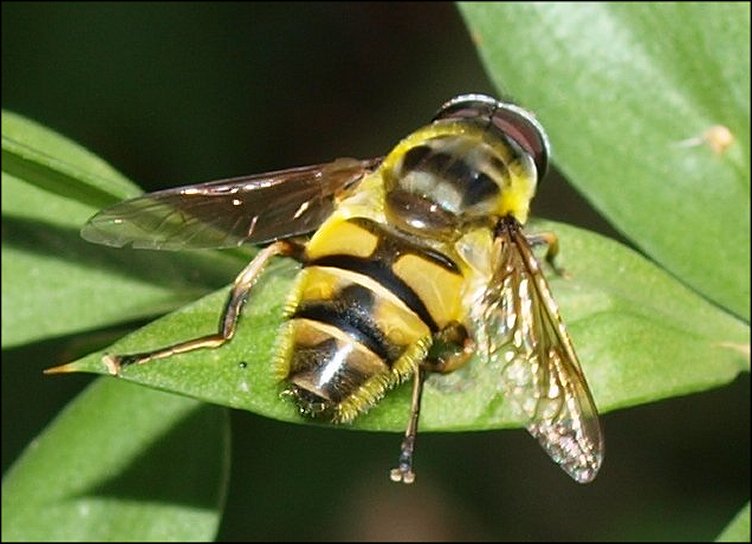 Myiatropa 5
