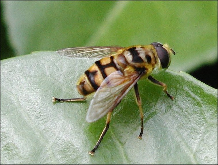 Myiatropa 6