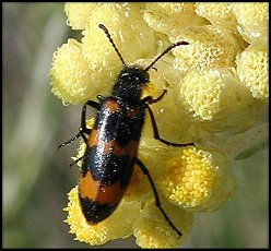Mylabre variable