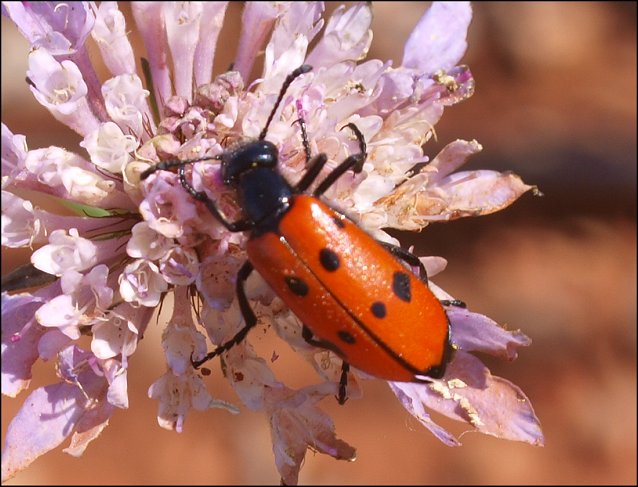 Mylabris quadripunctata 1