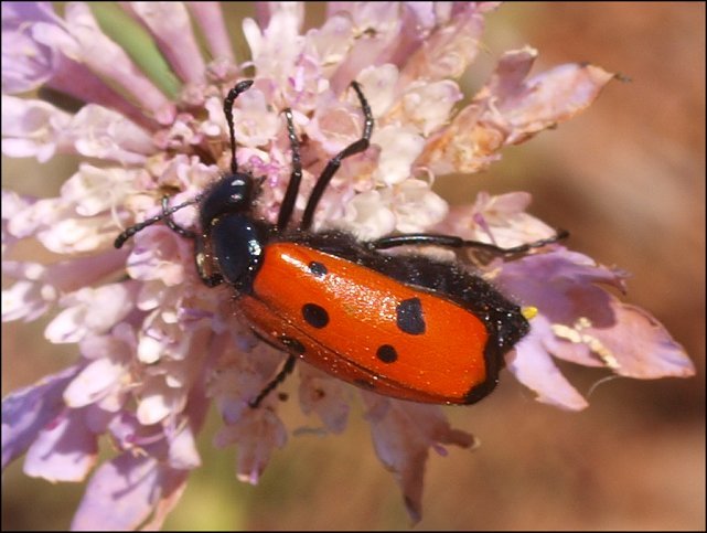Mylabris quadripunctata 2