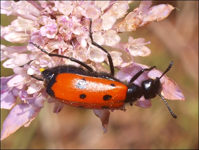 Mylabris quadripunctata 3