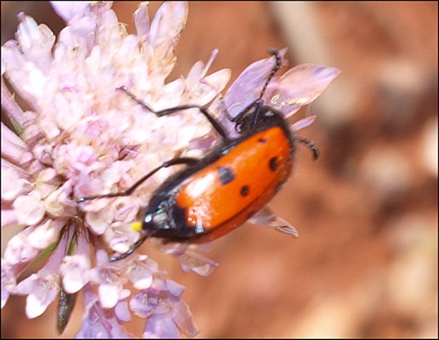 Mylabris quadripunctata 4