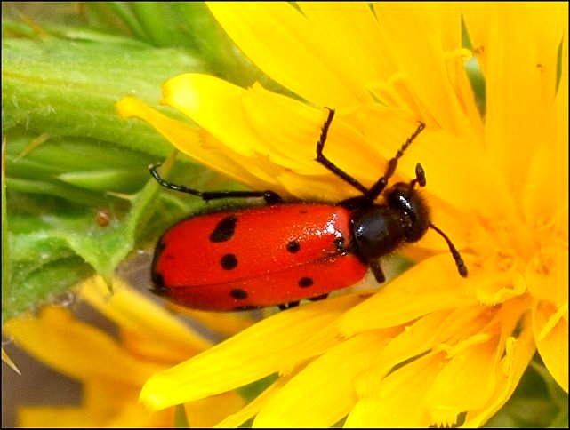 Mylabris quadripunctata 5