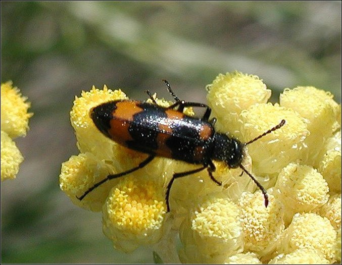 Mylabris variabilis 1