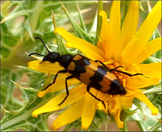 Mylabris variabilis 10