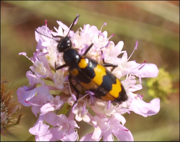 Mylabris variabilis 2