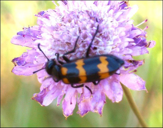 Mylabris variabilis 3