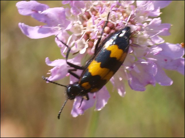 Mylabris variabilis 5