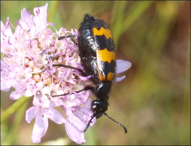 Mylabris variabilis 6
