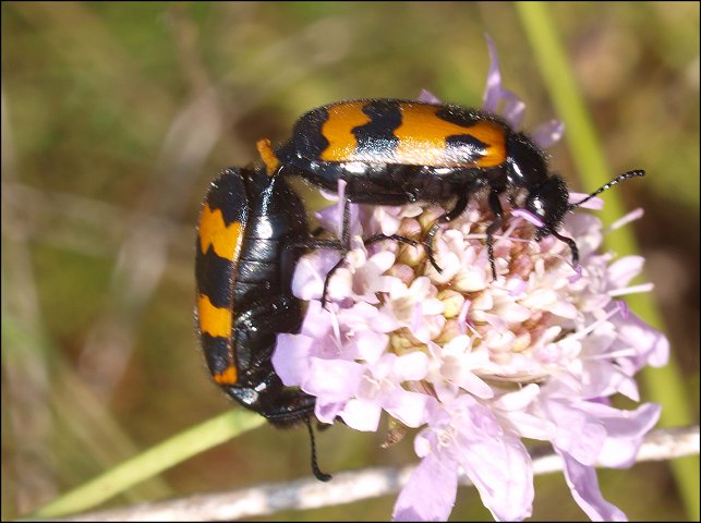 Mylabris variabilis 7
