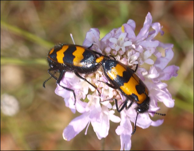 Mylabris variabilis 8