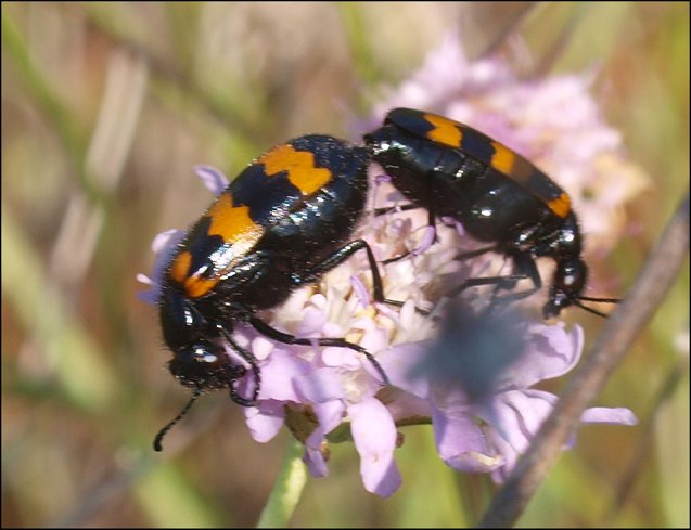 Mylabris variabilis 9
