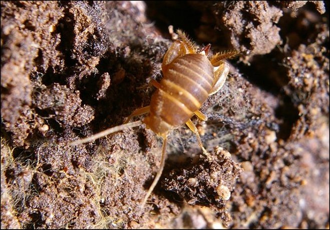 Myrmecophilus 1