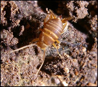 Myrmecophilus