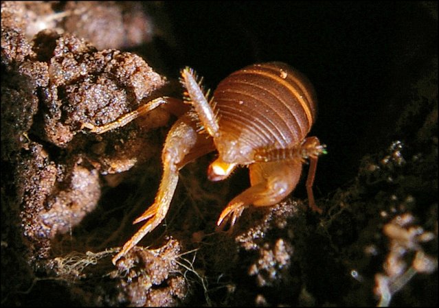 Myrmecophilus 2