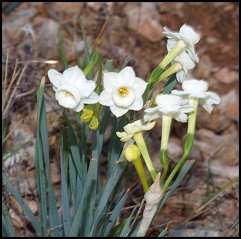 Narcisse douteux