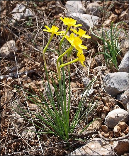Narcissus assoanus 1