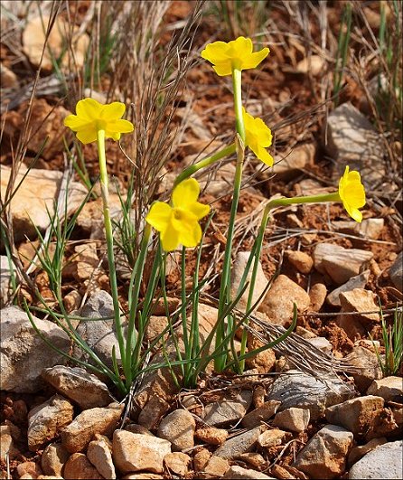 Narcissus assoanus 2