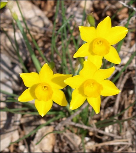 Narcissus assoanus 3