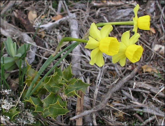Narcissus assoanus 4