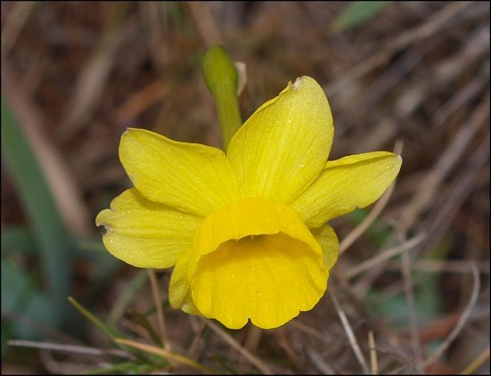 Narcissus assoanus 7