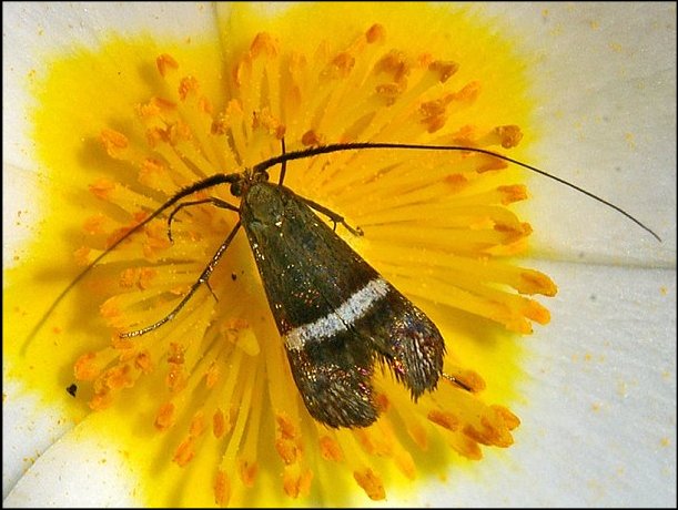 Nemophora degeerella 1