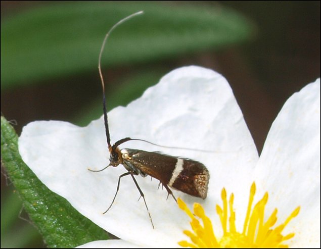 Nemophora degeerella 2