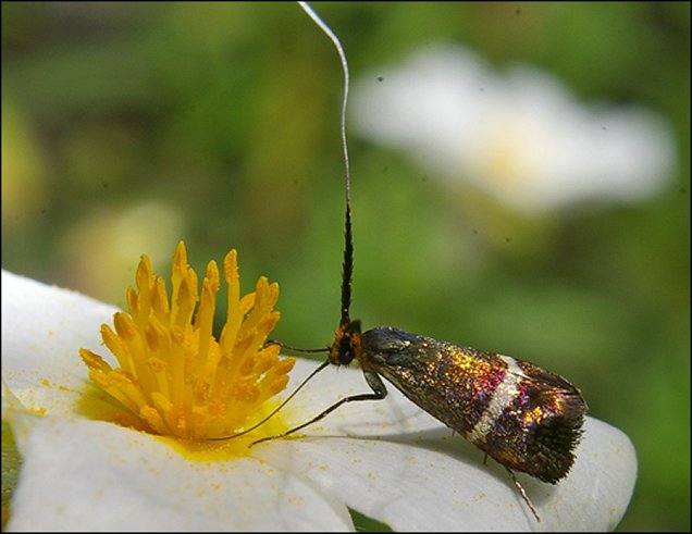 Nemophora degeerella 3