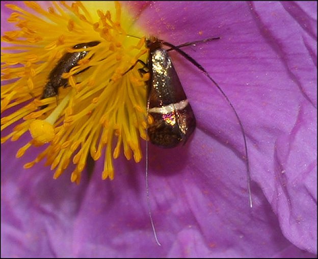 Nemophora degeerella 4