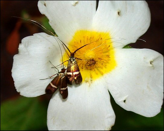 Nemophora degeerella 6