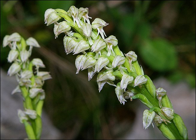 Neotinea maculata 4