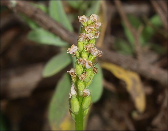 Neotinea maculata -