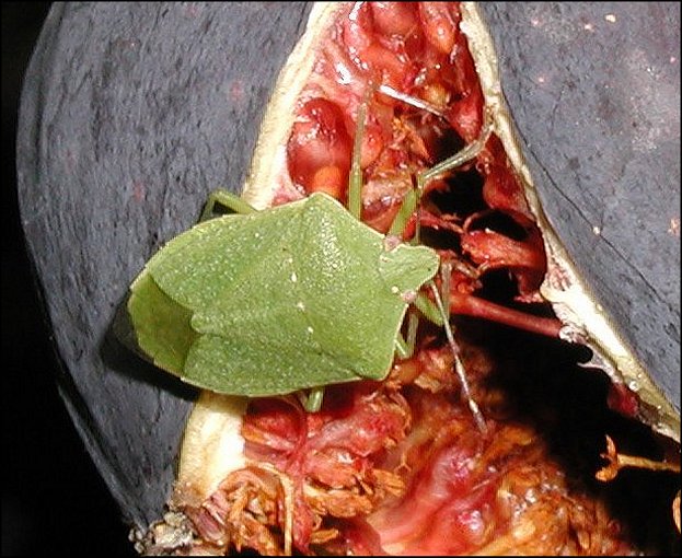 Nezara viridula 1