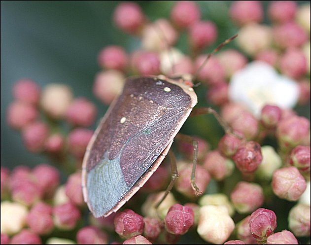 Nezara viridula 10