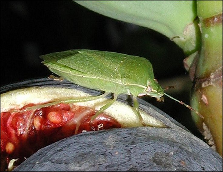 Nezara viridula 2