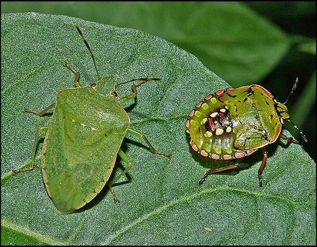 Nezara viridula 3