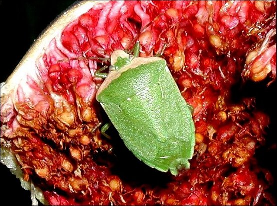 Nezara viridula 4