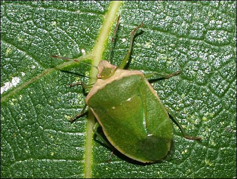 Nezara viridula 6