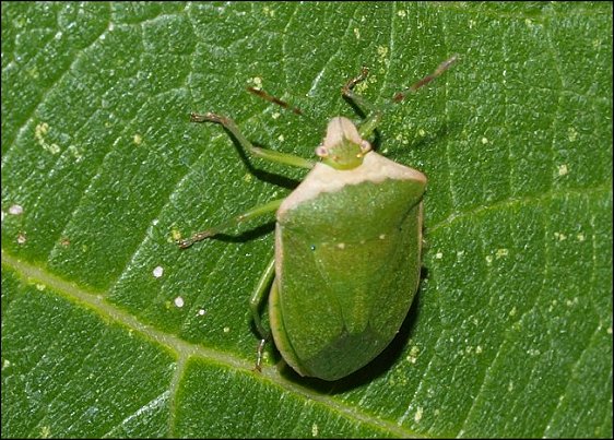 Nezara viridula 7