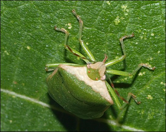 Nezara viridula 8