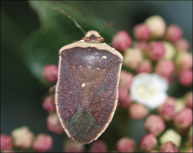 Nezara viridula 9