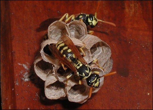 Nid Polistes 1