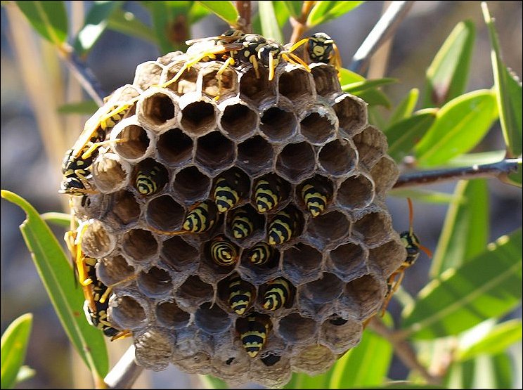 Nid Polistes 10