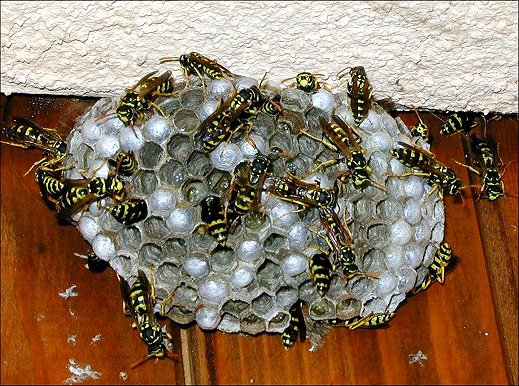 Nid Polistes 2