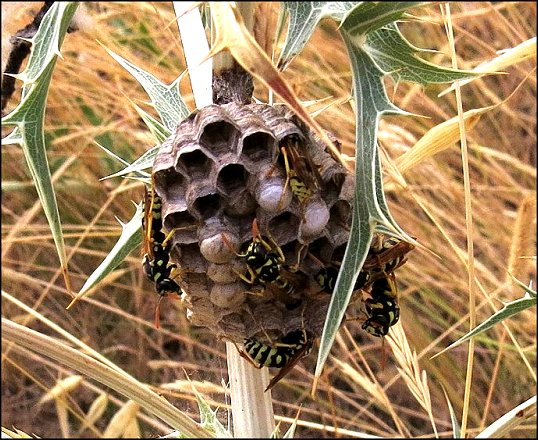 Nid polistes 3