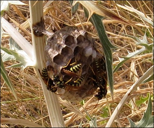 Nid Polistes 4