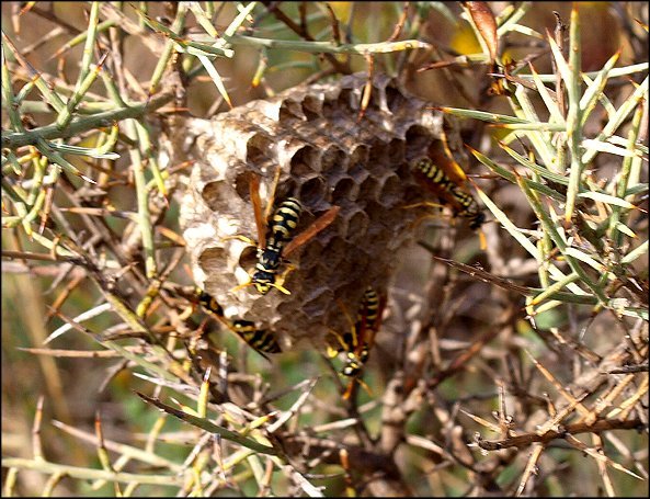 Nid Polistes 5