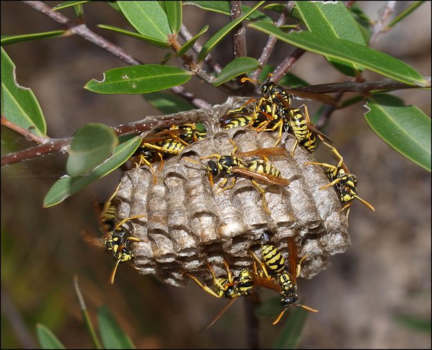 Nid Polistes 6