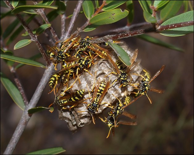 Nid Polistes 7